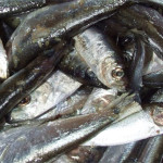 Spaghettoni con le acciughe e la mollica