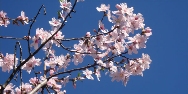 mandorlo in fiore - Cucina di Sicilia