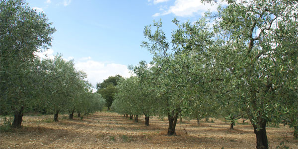 uliveto - Cucina di Sicilia