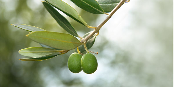 olive - Cucina di Sicilia