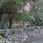 muru vasciu - Cucina di Sicilia