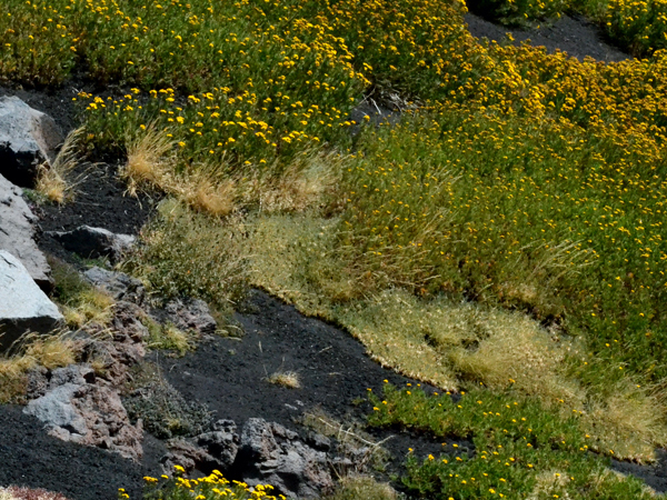 Etna - Cucina di Sicilia